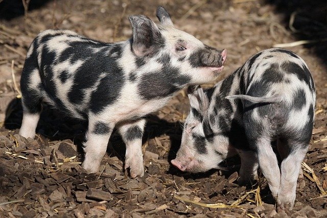pigs eating on national pig day